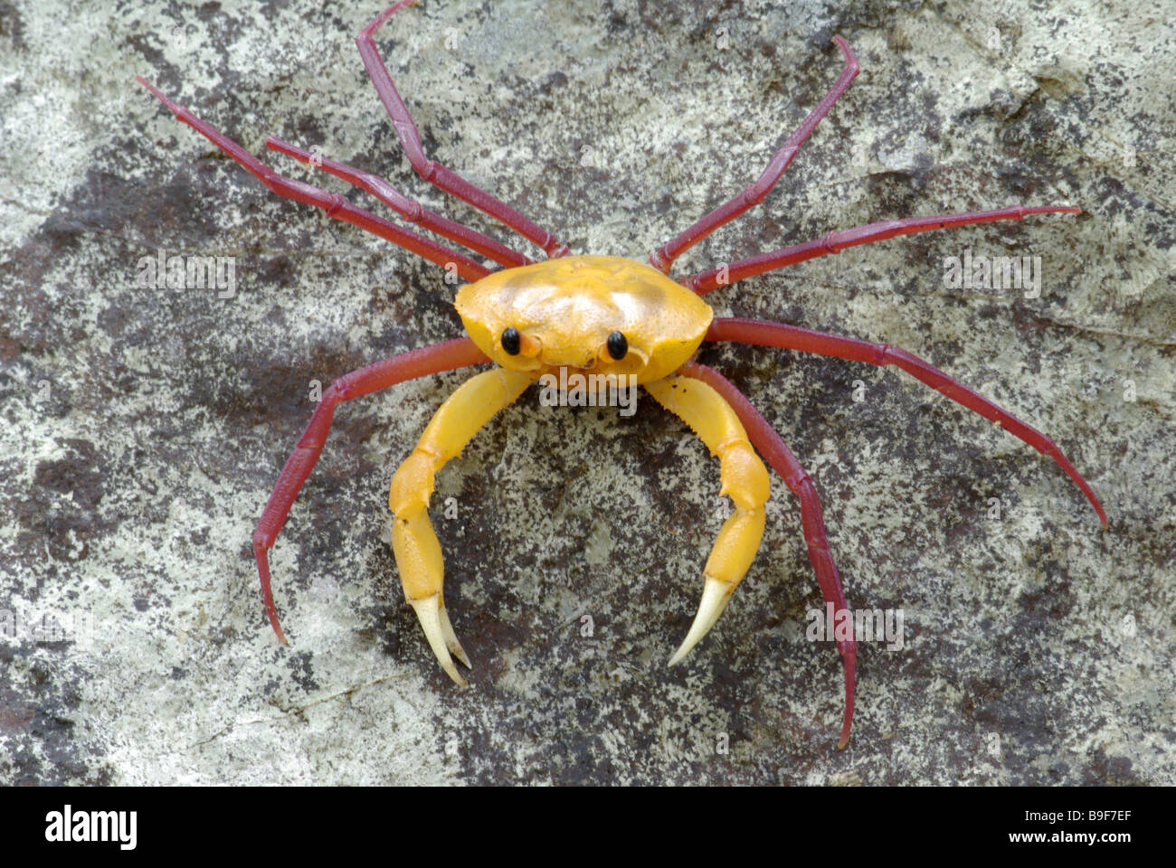 "Une araignée crabe coloré' (Madagapotamon humberti) sur un rocher dans la réserve spéciale d'Ankarana, Madagascar. Banque D'Images