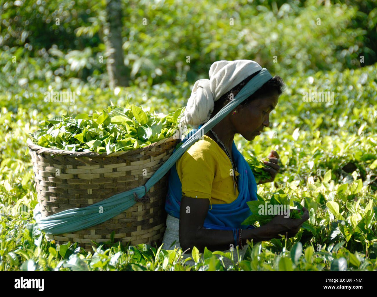 Une dame ramasse les feuilles et les bourgeons de plantes de thé (Camellia sinensis assamica) dans une plantation près de Kaziranga. Banque D'Images