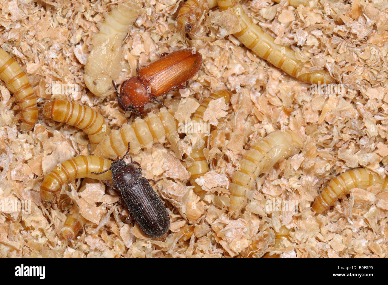 Ténébrion Meunier (Tenebrio molitor). Les larves (vers de farine), les