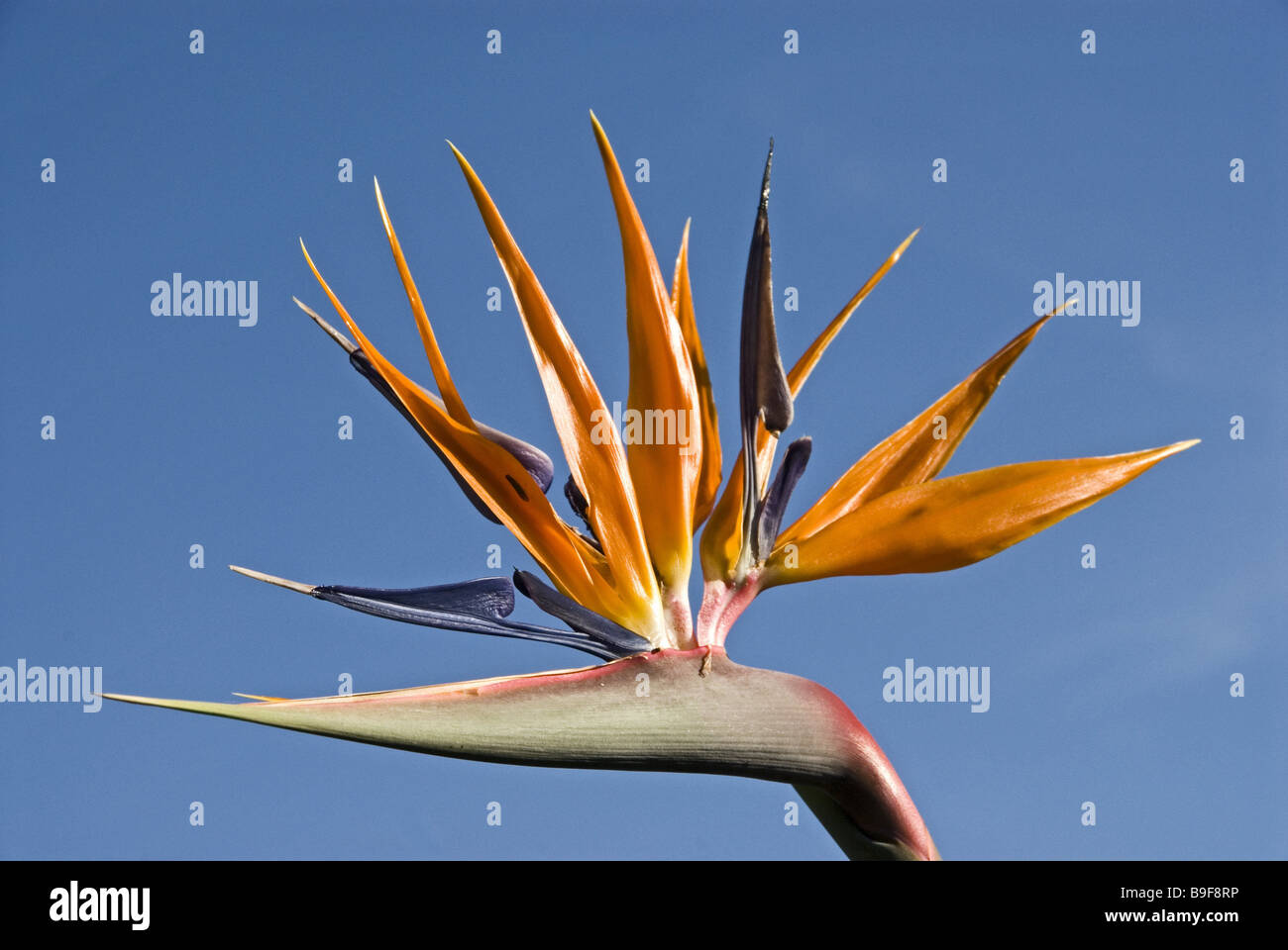 Oiseau-de-paradis Strelitzia reginae Fleur Fleur Fleur-perroquet orange fleur flore Strelitzia reginae plante symbole bloom Banque D'Images