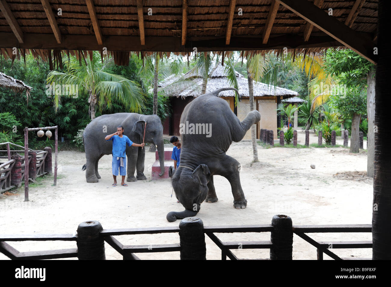 Exécution d'éléphants Banque D'Images