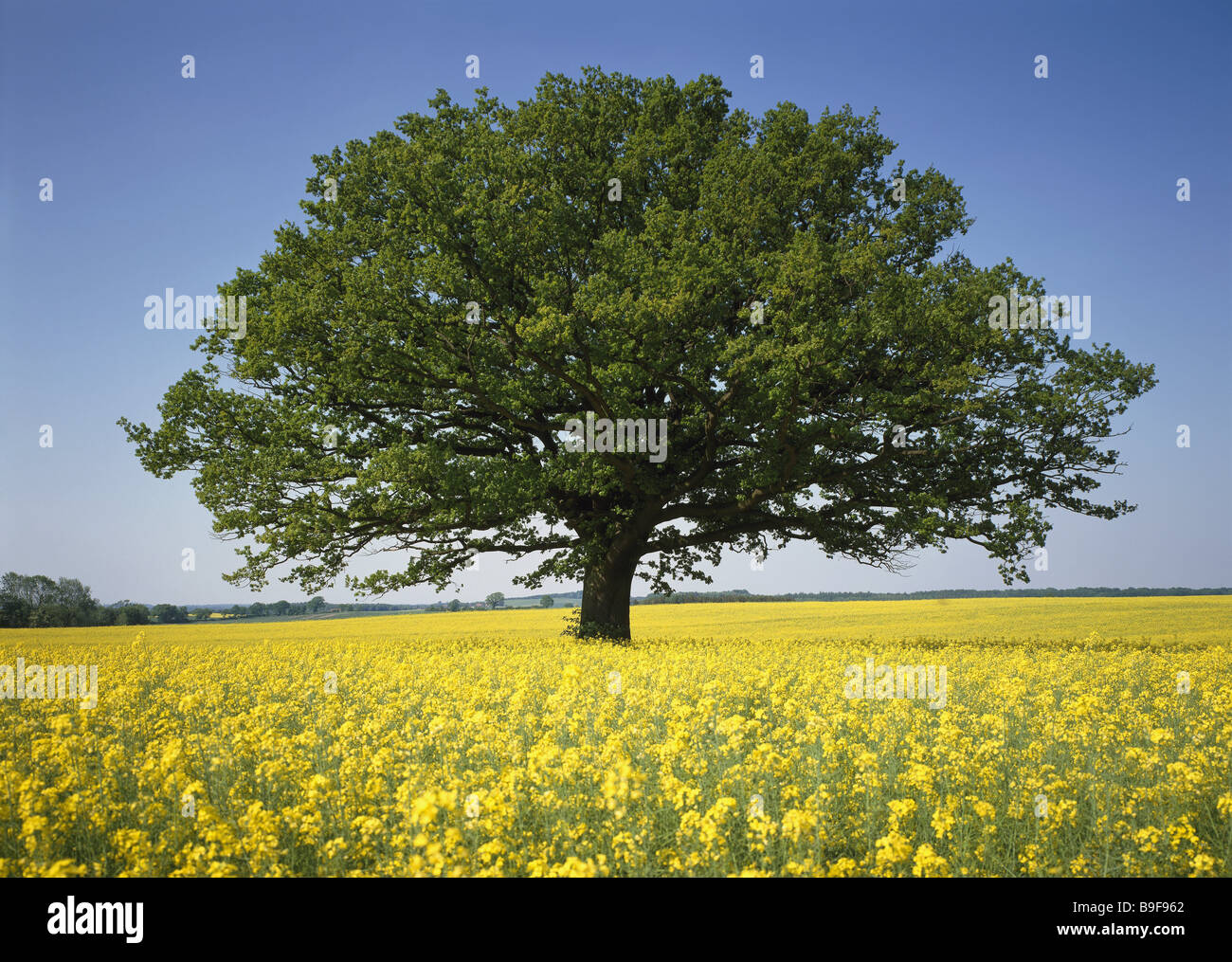 Allemagne Schleswig-Holstein champ viol le nord de l'Allemagne en chêne à feuilles de l'arbre de la mer d'arbres Banque D'Images