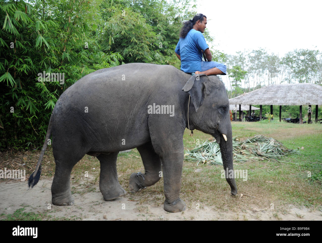 Gestionnaire d'éléphants dans un petit parc à thème à Phuket Thaïlande Banque D'Images