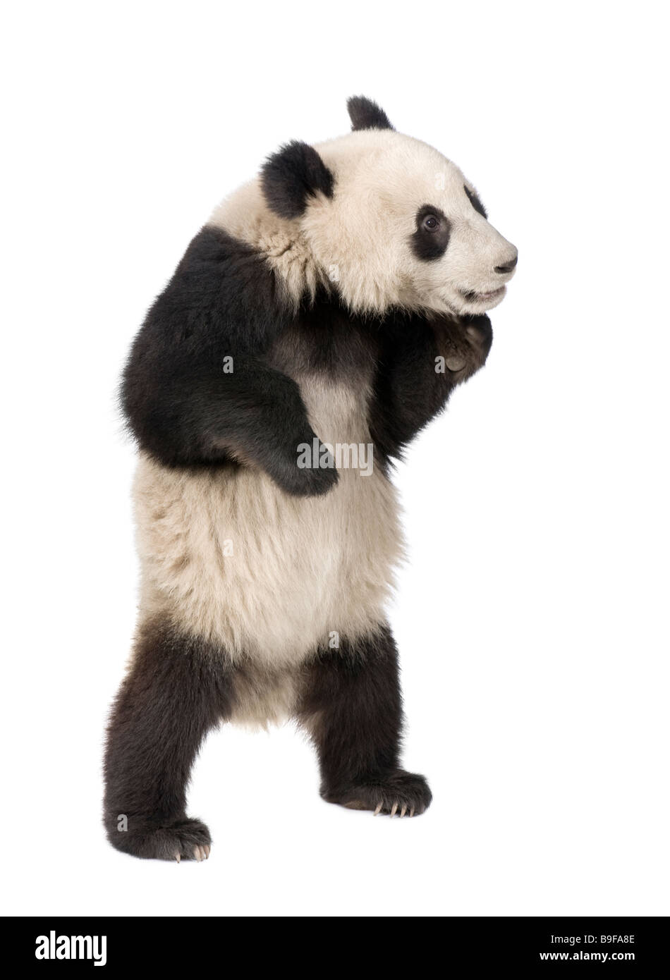 Panda géant Ailuropoda melanoleuca 18 mois devant un fond blanc Banque D'Images