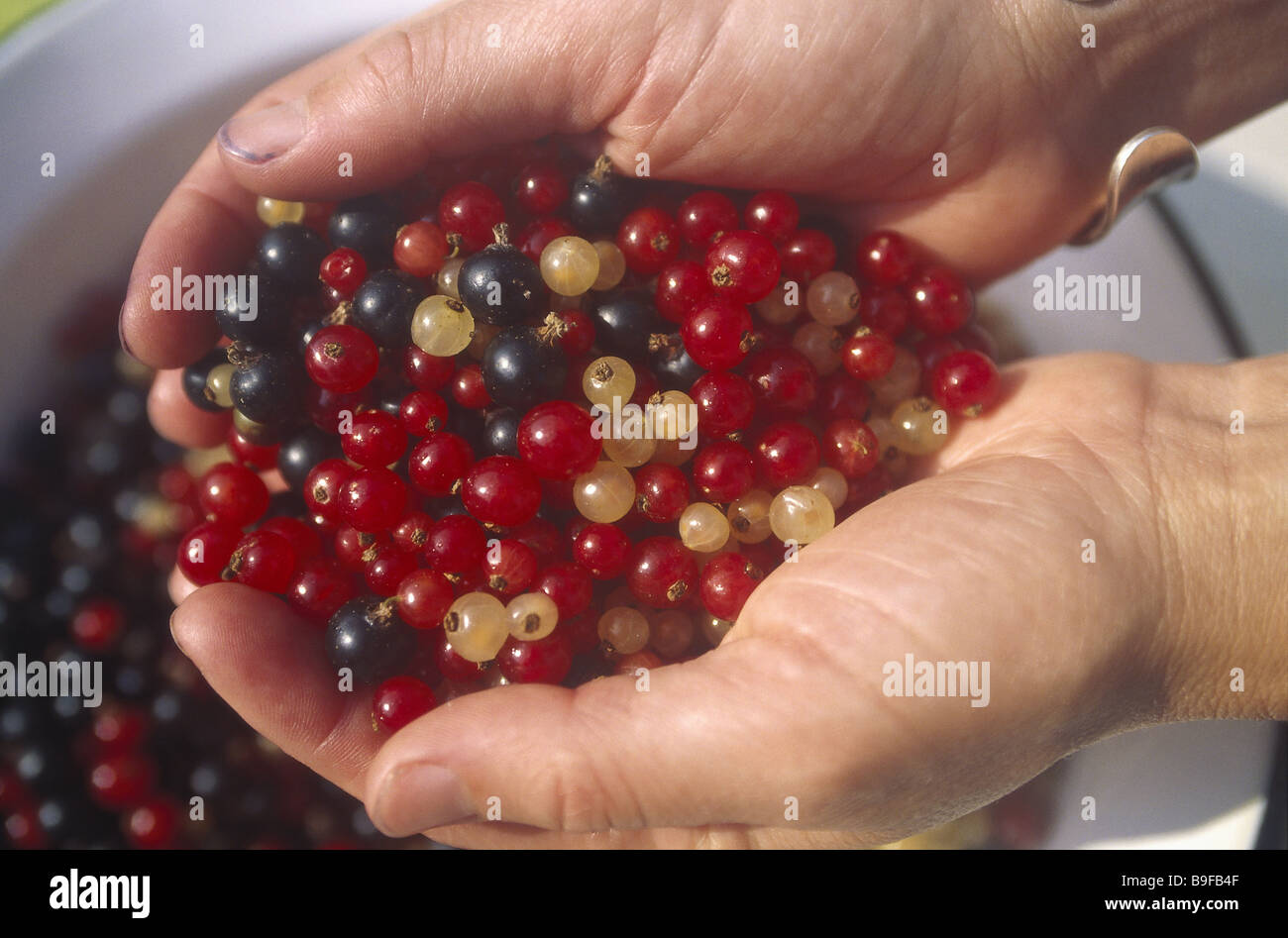 Palpes femme corinthe genre différemment les femmes tenant les mains de petits fruits fruits fruits fruits à petits fruits comestibles frais-récolte montre Banque D'Images