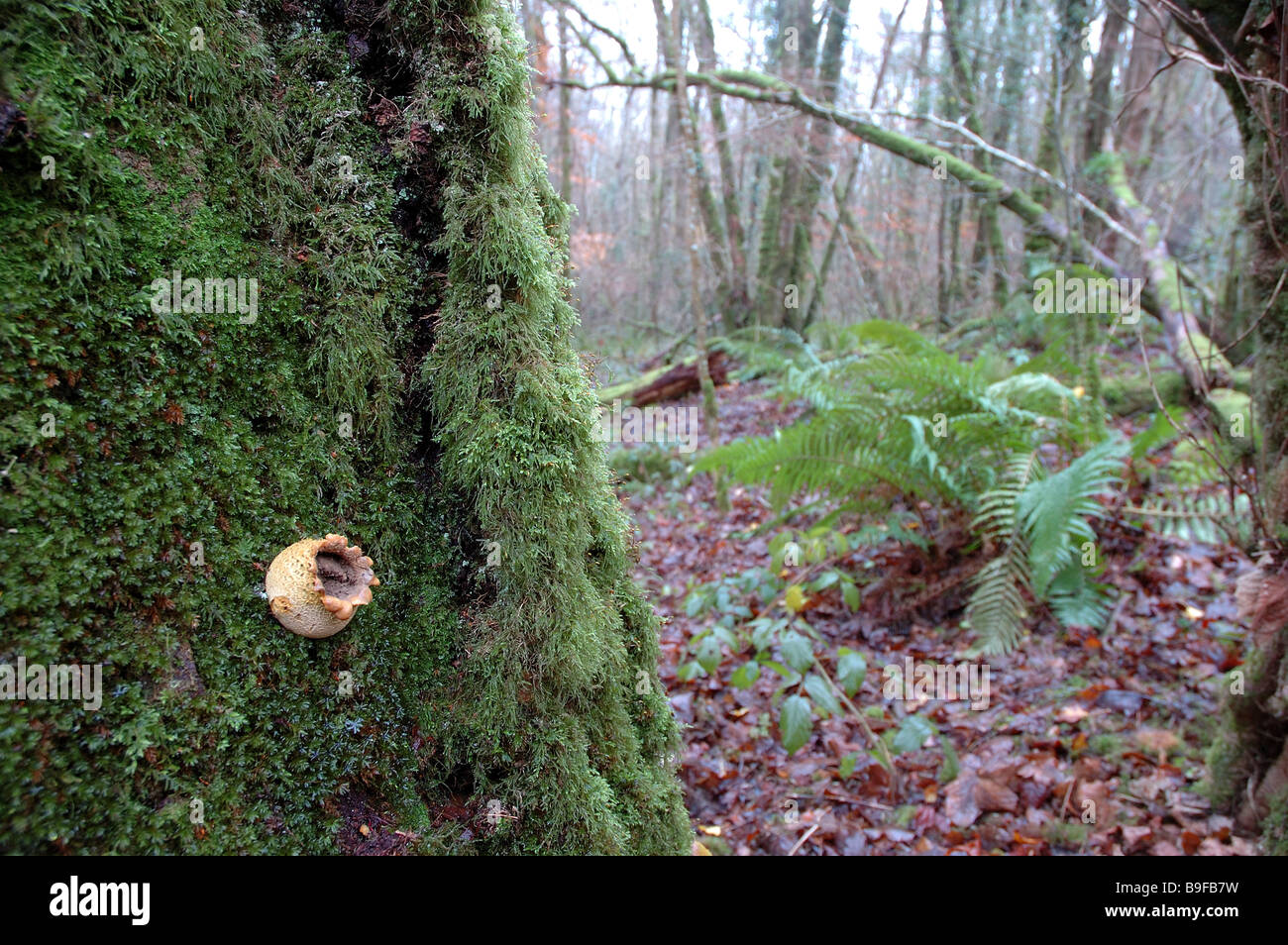 Puff ball commun champignons sur le côté du tronc de l'arbre couvert de mousse mcg Ffynnone au Pays de Galles Banque D'Images