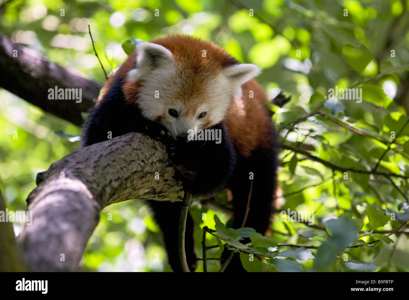 Photos De Panda Roux Banque De Photographies Et D Images A Haute Resolution Alamy