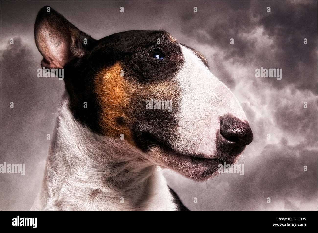 Close-up of Bull Terrier's face Banque D'Images