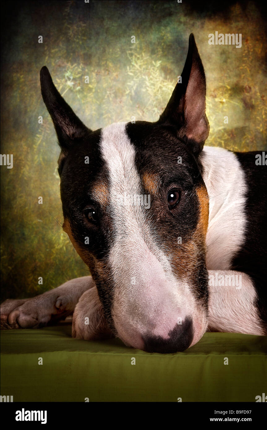 Close-up of Bull Terrier's face Banque D'Images
