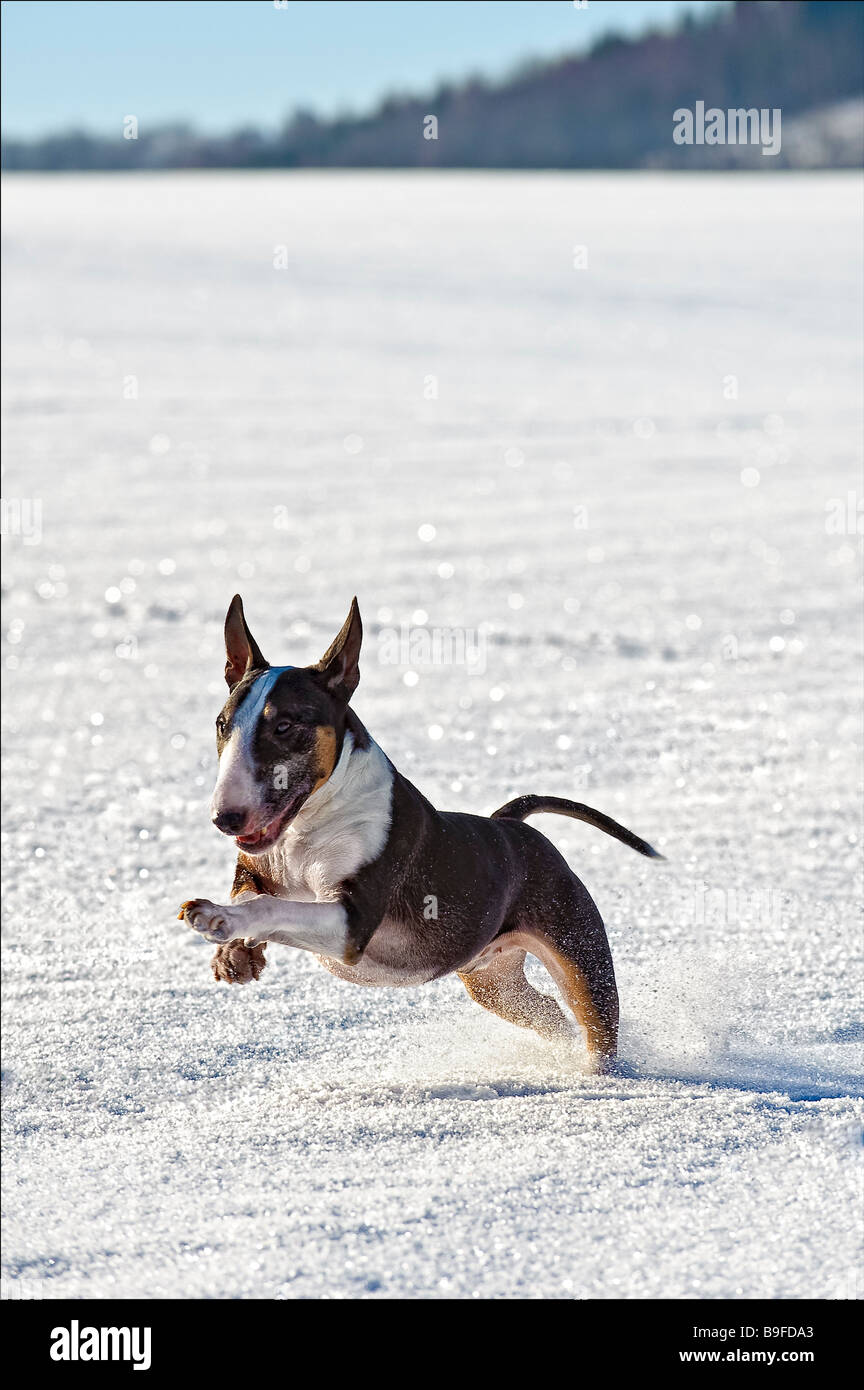 Bull Terrier running in snow Banque D'Images