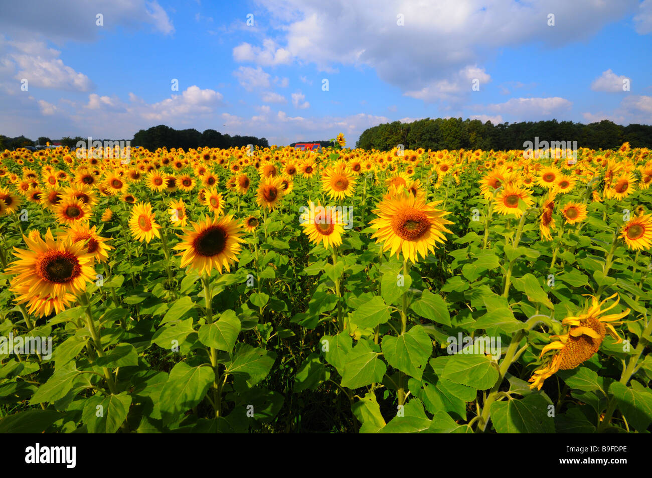 Le tournesol (Helianthus annus) blooming in field Banque D'Images