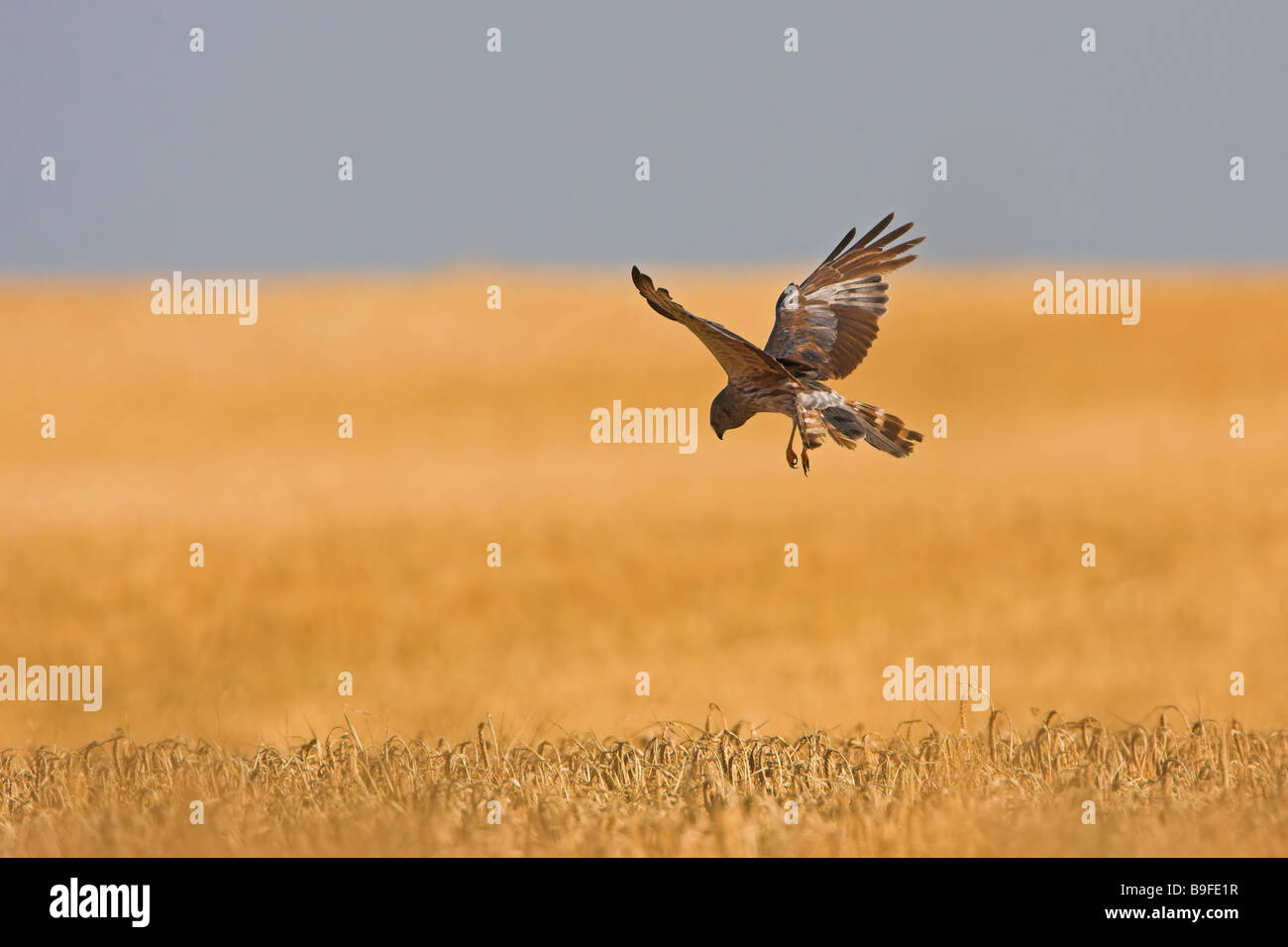 Montagu's Harrier (Circus pygargus) survolant un champ Banque D'Images Montagu's Harrier (Circus pygargus) survolant un champ Banque D'Images