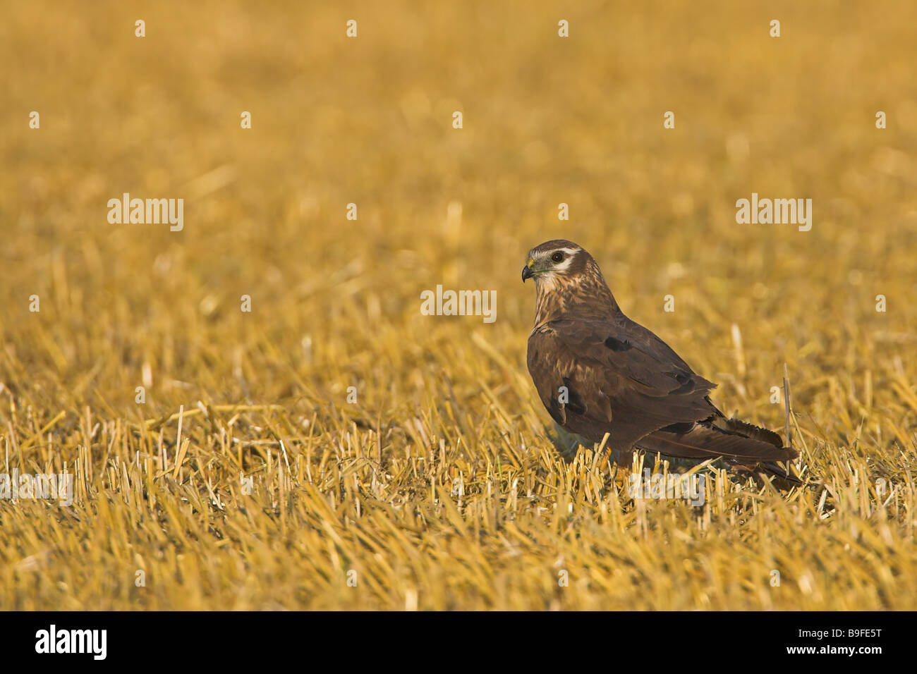 Close-up de Montagu's Harrier (Circus pygargus) dans la zone Banque D'Images Close-up de Montagu's Harrier (Circus pygargus) dans la zone Banque D'Images