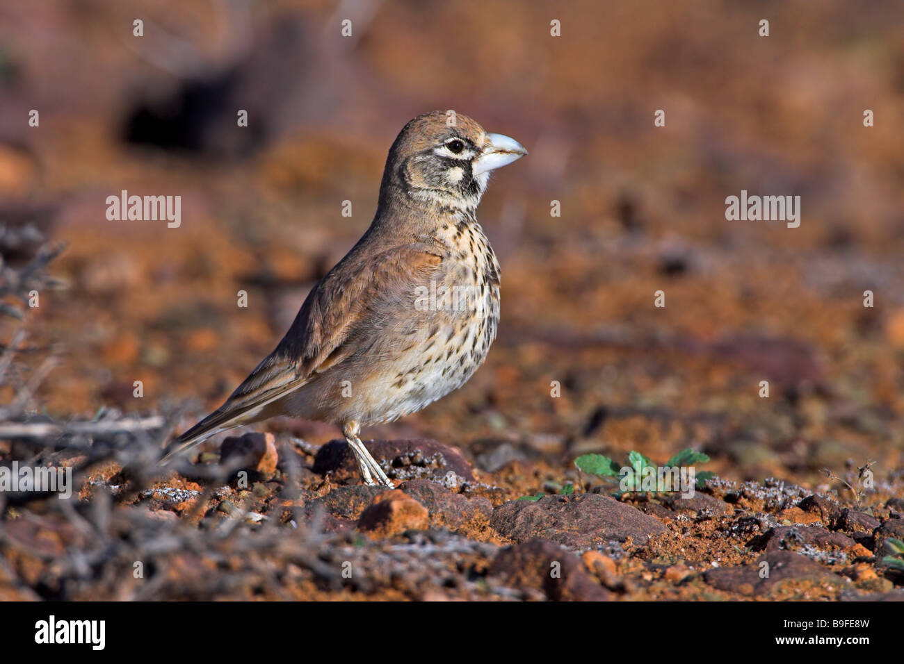 Close-up of Thick-billed Lark (Rhamphocoris clotbey) forêt de nourriture dans Banque D'Images