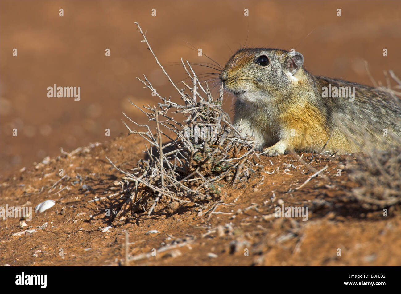 Close-up of rat de sable (Psammomys obesus) in desert Banque D'Images
