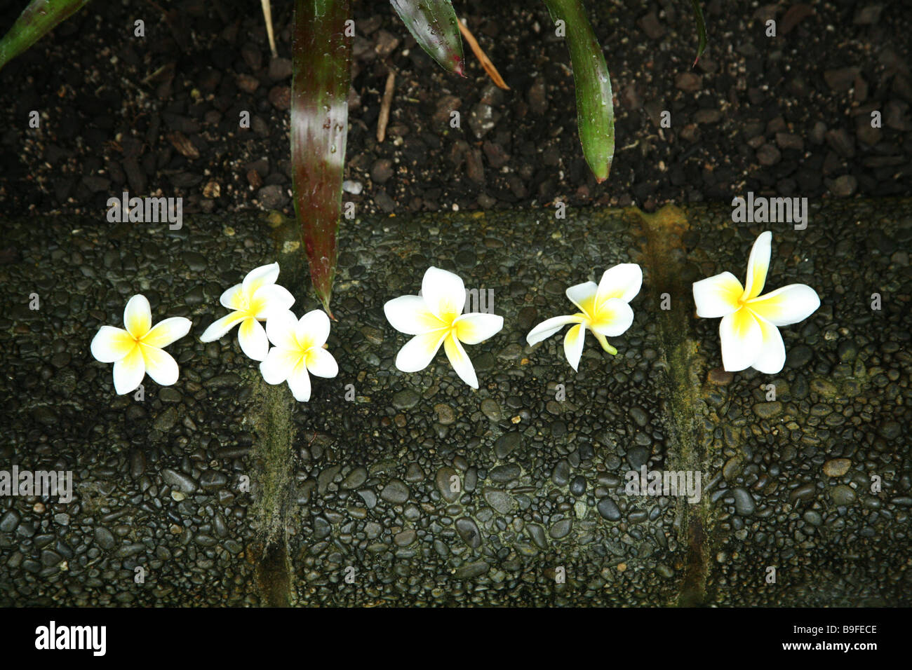 Hibiscus fleurs disposées dans un bain à Wellington Banque D'Images