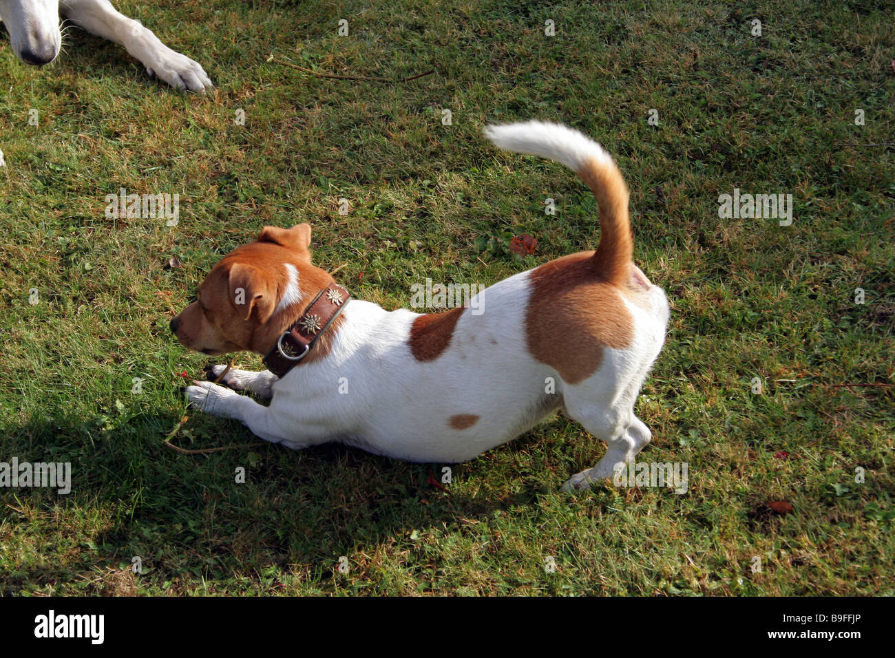 Un chien jouant sur un pré Banque D'Images