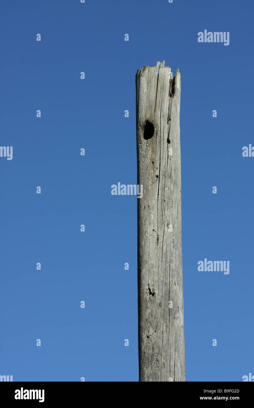 Trou d'un oiseaux nichent dans un arbre en bois ancien Banque D'Images