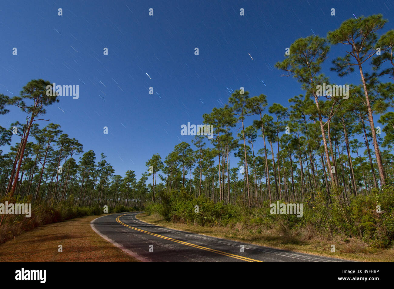 Temps d'exposition sous pleine lune capture star trails au-dessus de barre oblique dans la forêt de pins longue salon Parc National des Everglades en Floride Banque D'Images