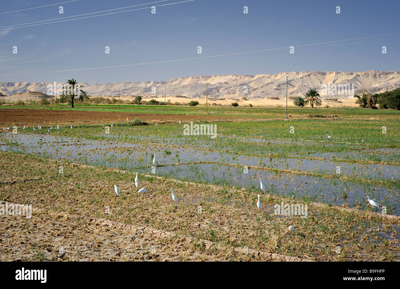 Champs de riz paddy de western desert oasis en Egypte, avec oiseaux blancs, d'alimentation et de désert collines en arrière-plan Banque D'Images