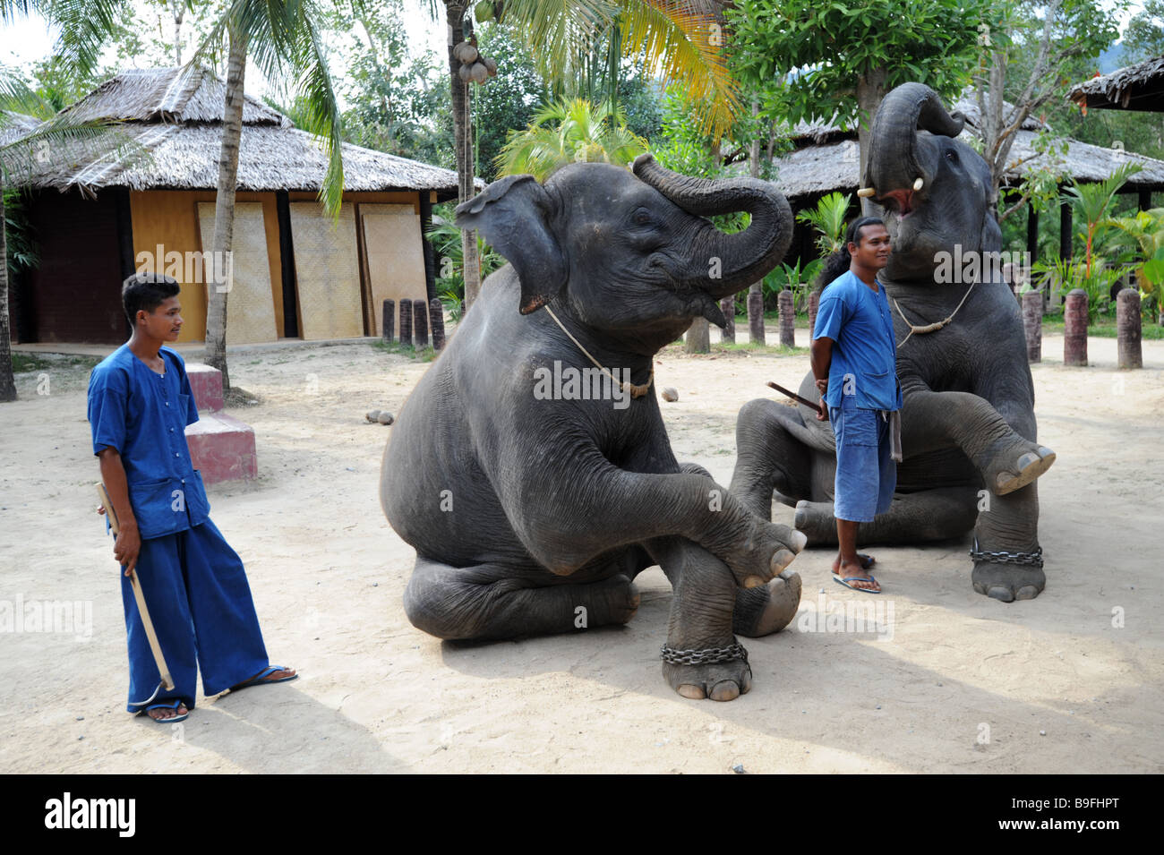 L'exécution de 2 éléphants Banque D'Images