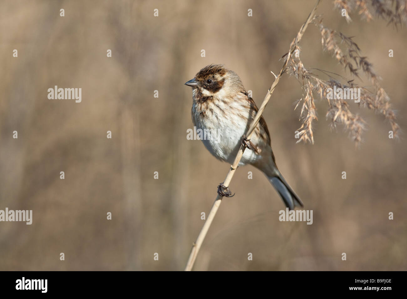 Femme (Emberiza schoeniclus Reed) perché sur reed, Cambridgeshire, Angleterre, RU Banque D'Images