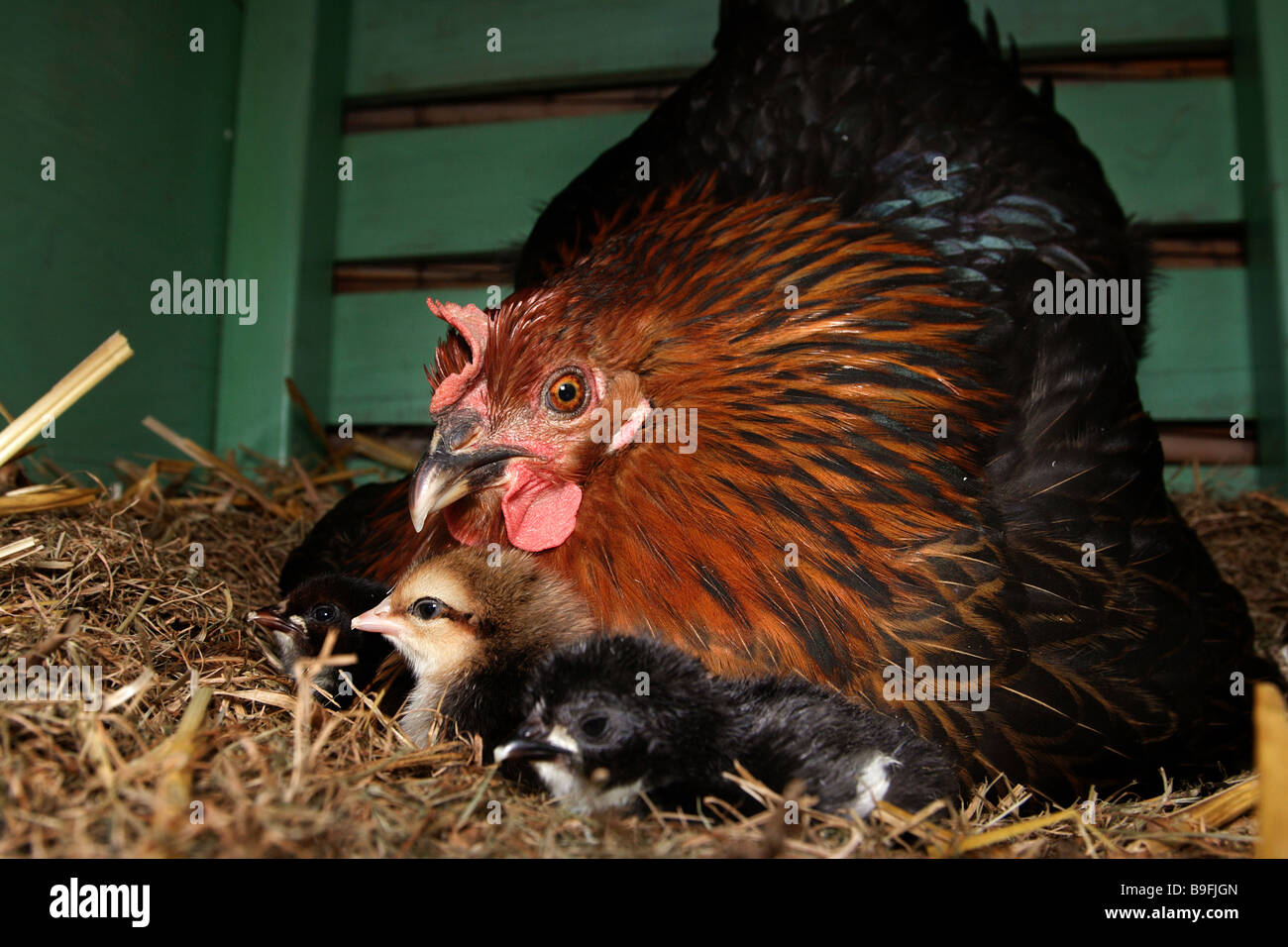 Poulet domestique (Gallus gallus domesticus), avec les poussins poule sur son nid Banque D'Images