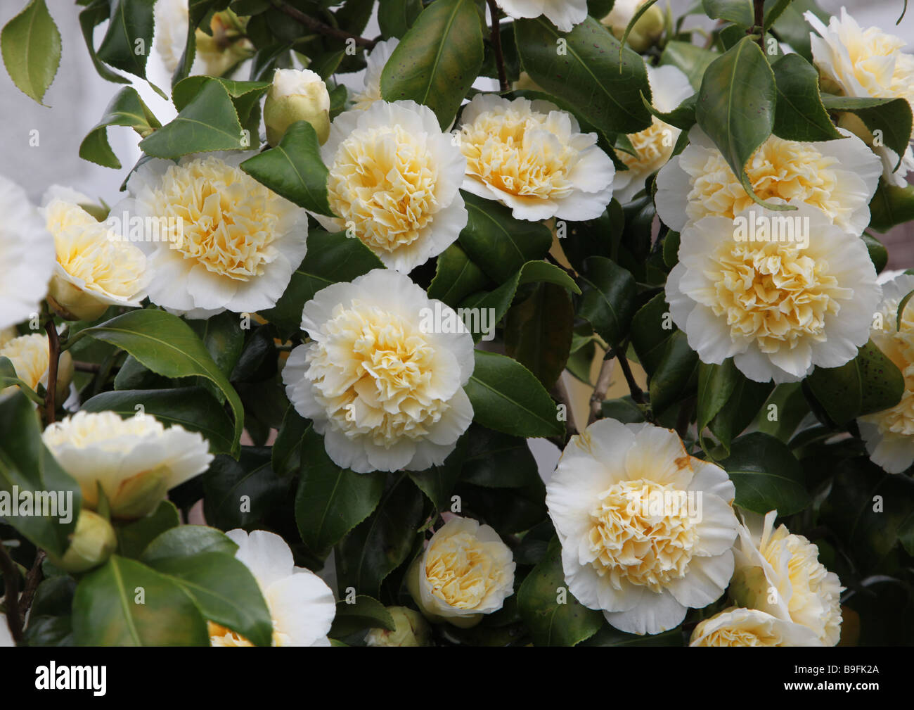 Jury Camellia s jaune jaune arbuste à fleurs de printemps Banque D'Images