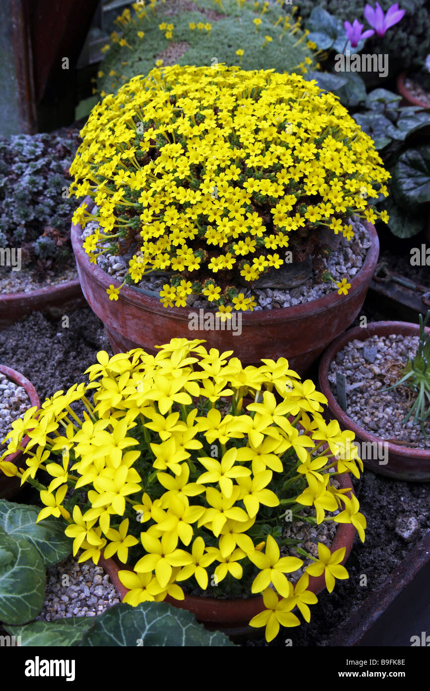 Les plantes alpines Dionysia Phyllis Carter et Sebaea thomasii Banque D'Images Les plantes alpines Dionysia Phyllis Carter et Sebaea thomasii Banque D'Images