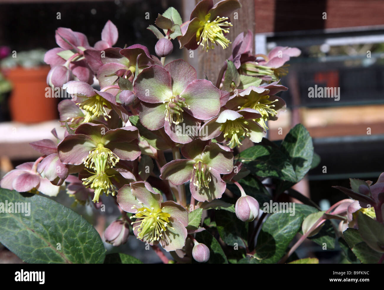 Helleborus orientalis vivace à fleur de ressort Banque D'Images