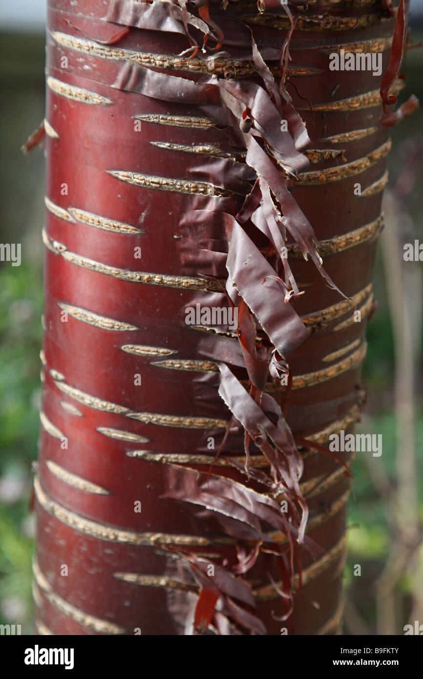 Écorce décorative de l'arbre Prunus serrula Banque D'Images