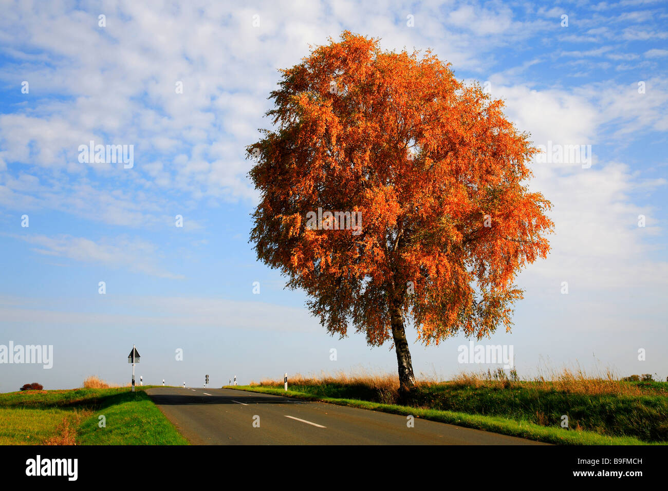 À l'automne et de la rue de la mine Birchtree Banque D'Images