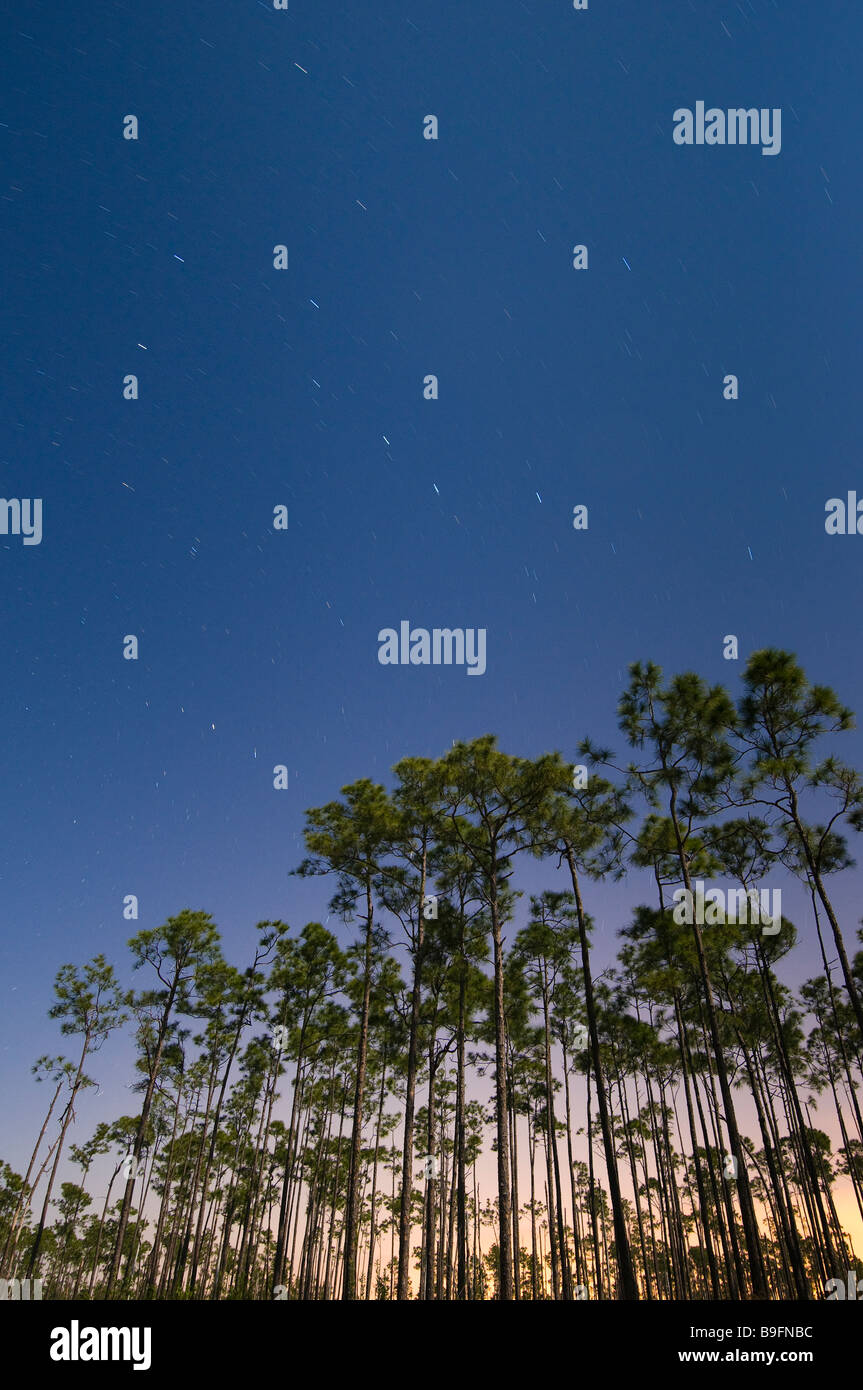 Temps d'exposition sous pleine lune capture star trails au-dessus de barre oblique dans la forêt de pins longue salon Parc National des Everglades en Floride Banque D'Images