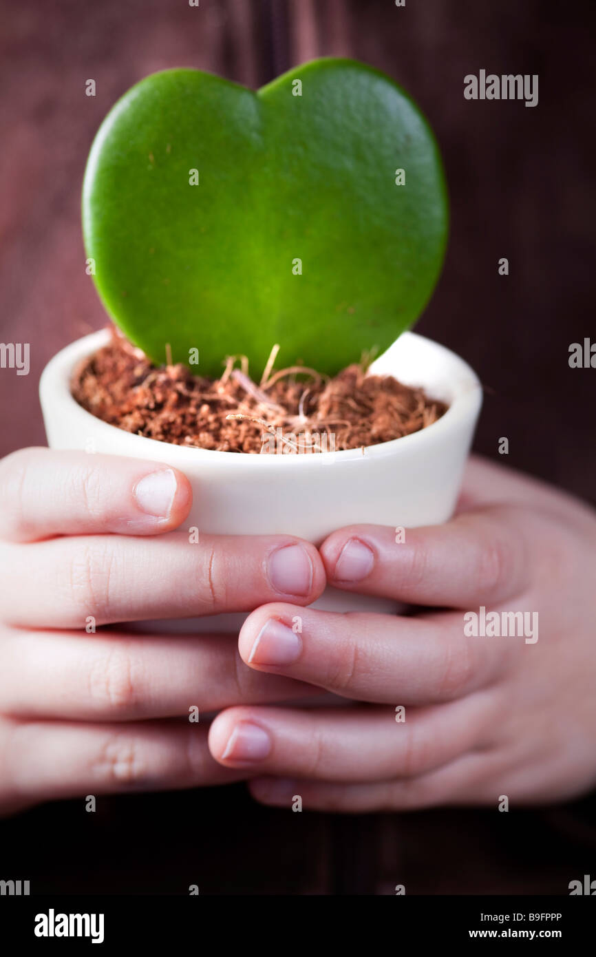 Enfant hand holding vase avec plante succulente en forme de cœur Photo  Stock - Alamy