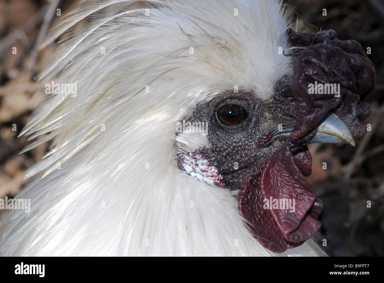 Détail d'une tête de poulet blanc Silkie, Greenfield Valley, St Asaph, au nord du Pays de Galles Banque D'Images