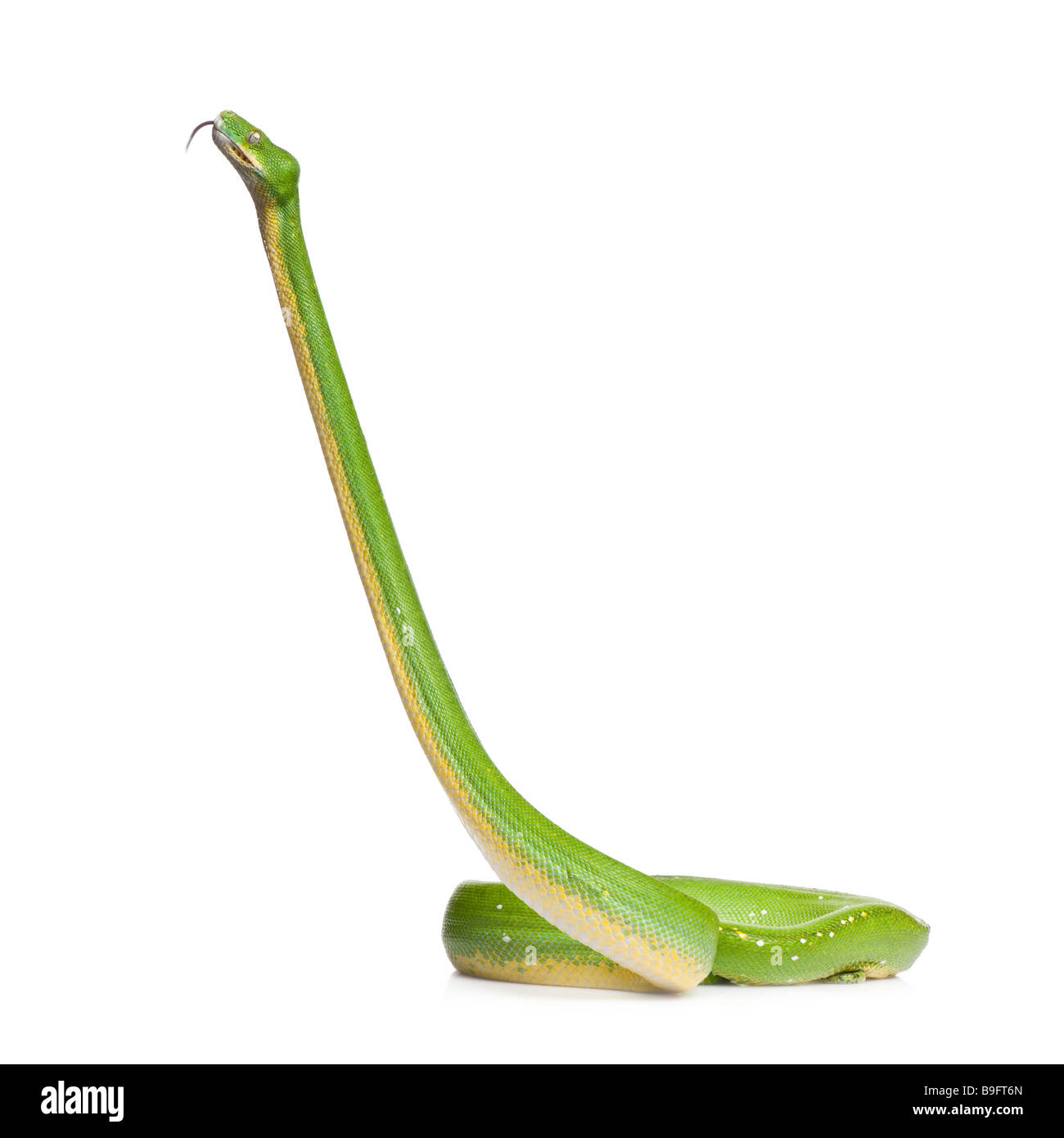 Green Tree python Morelia viridis 5 ans devant un fond blanc Banque D'Images