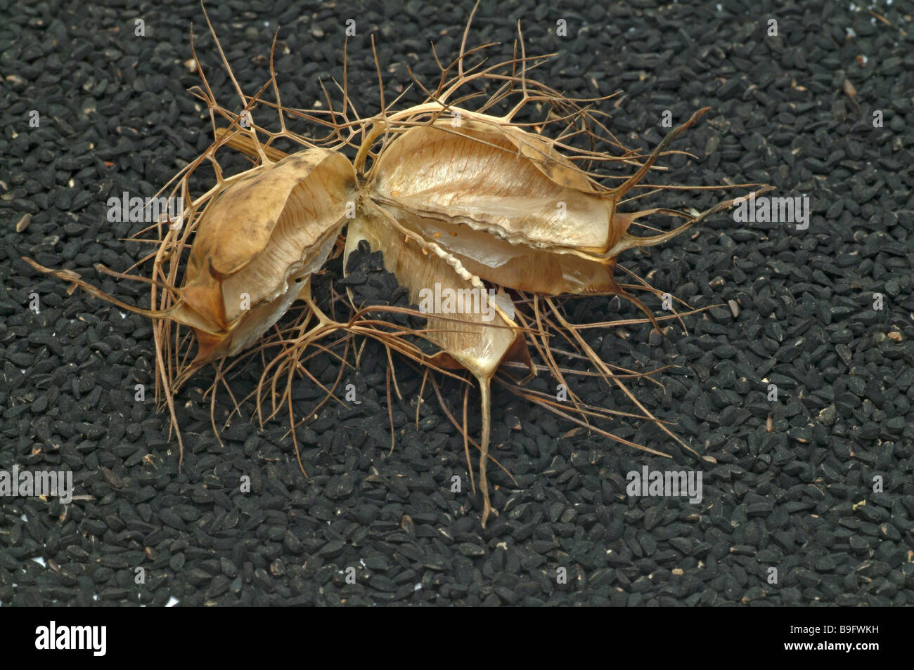 La société Schwarzkuemmel Schwarzkümmel cumin cumin noir amour comestibles dans la brume de Nigella Sativa herbes Herbes Plantes Plantes médicinales Banque D'Images