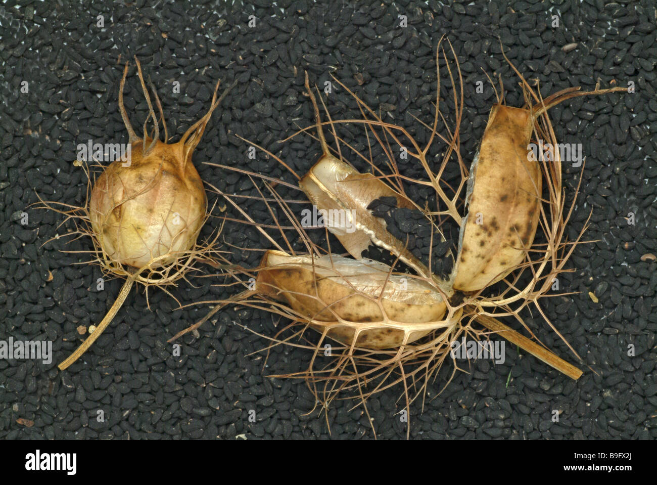 La société Schwarzkuemmel Schwarzkümmel cumin cumin noir amour comestibles dans la brume de Nigella Sativa herbes Herbes Plantes Plantes médicinales Banque D'Images