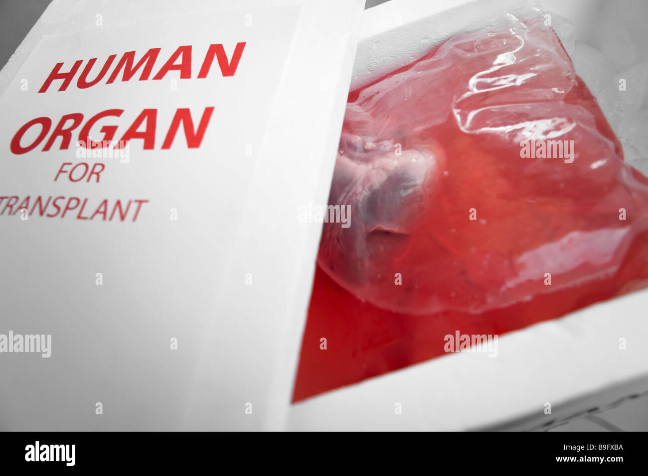 Les récipients d'une transplantation d'organe humain Banque D'Images