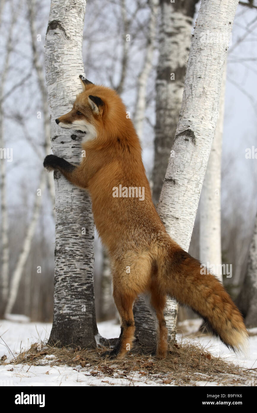Le renard roux Vulpes vulpes full length portrait charognards attaquent des animaux observation journal de repos solitaires Europe fable-animal Banque D'Images