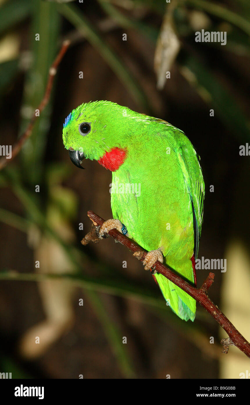 Bleu-direction de pendaison couronné Loriculus galgulus Parrot parrot oiseaux animaux bagues plumages colorés plumage vert colorée Banque D'Images