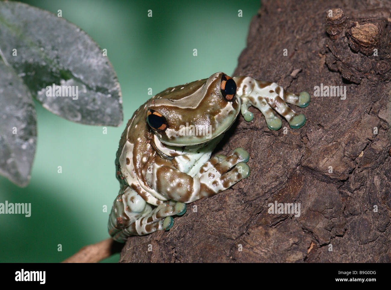 Log-crapaud grenouille Phrynohyas resinifictrix feuillage-Amphibiens Amphibiens animaux grenouille-feuillage-grenouille grenouille Grenouille Lait Amazon terrarium Banque D'Images