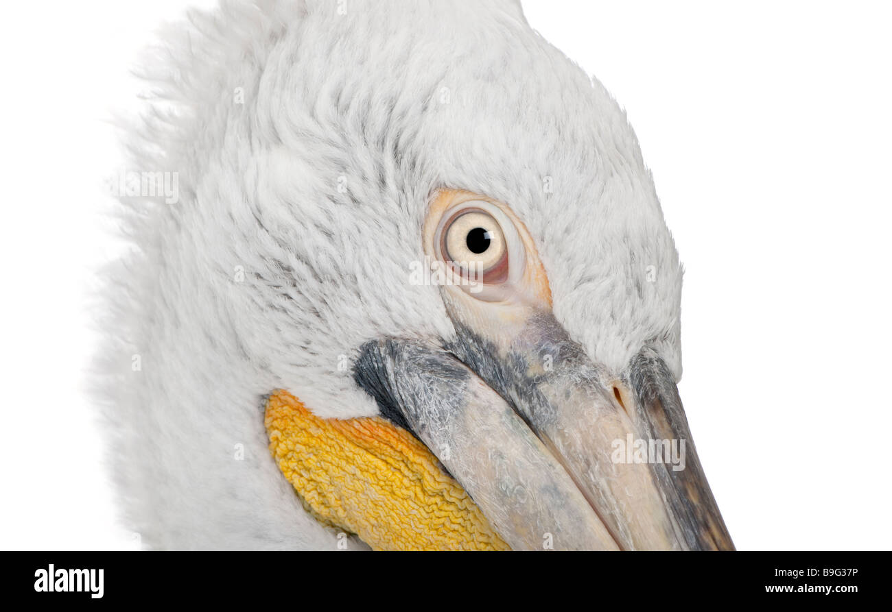 Pélican frisé Pelecanus crispus 18 mois devant un fond blanc Banque D'Images