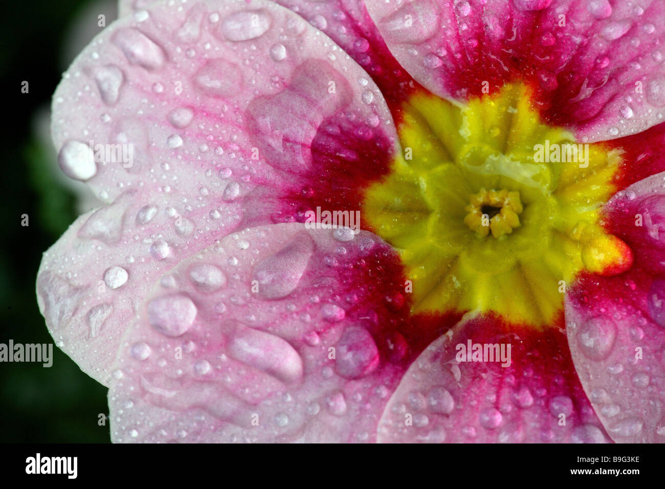 Dwarf-primrose Primula var. bloom rose humide Banque D'Images