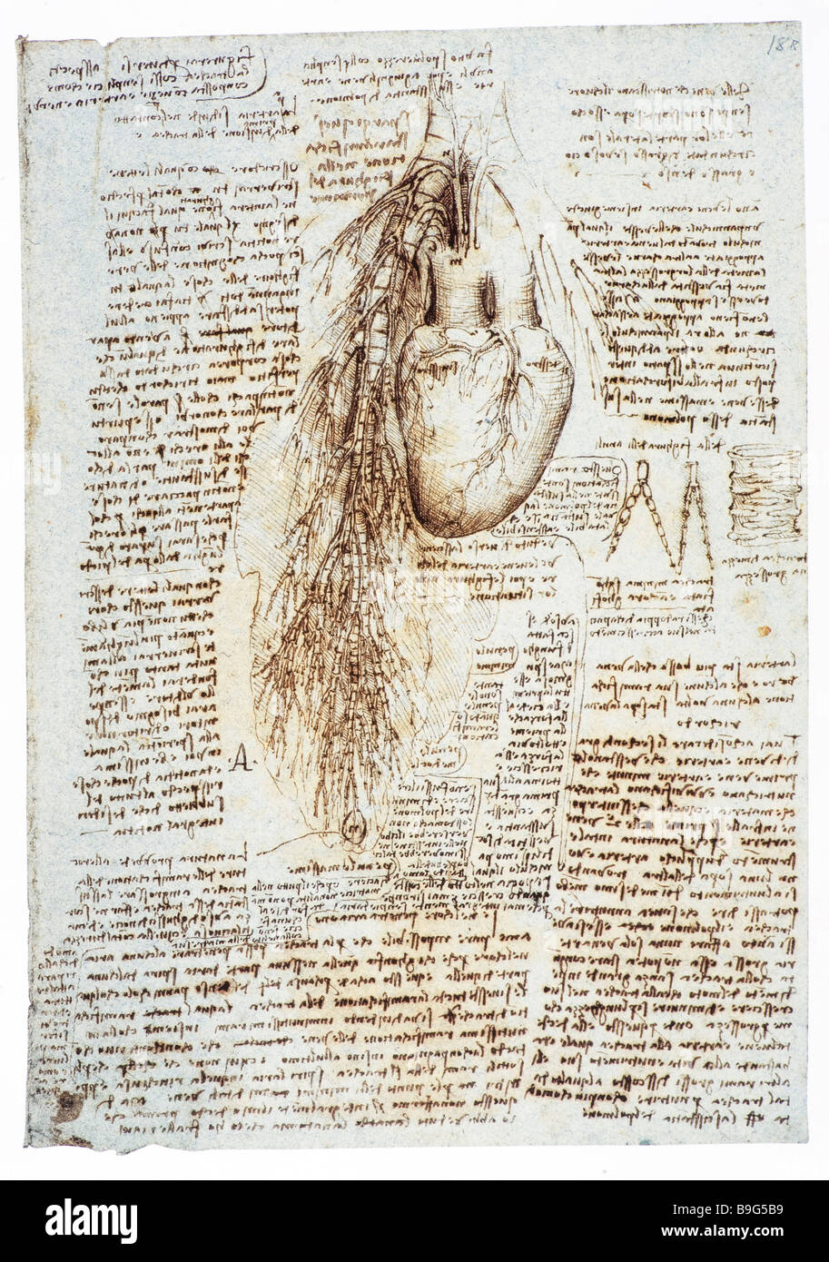 Dessin anatomique des poumons et du coeur de Léonard de Vinci 1513 Banque D'Images
