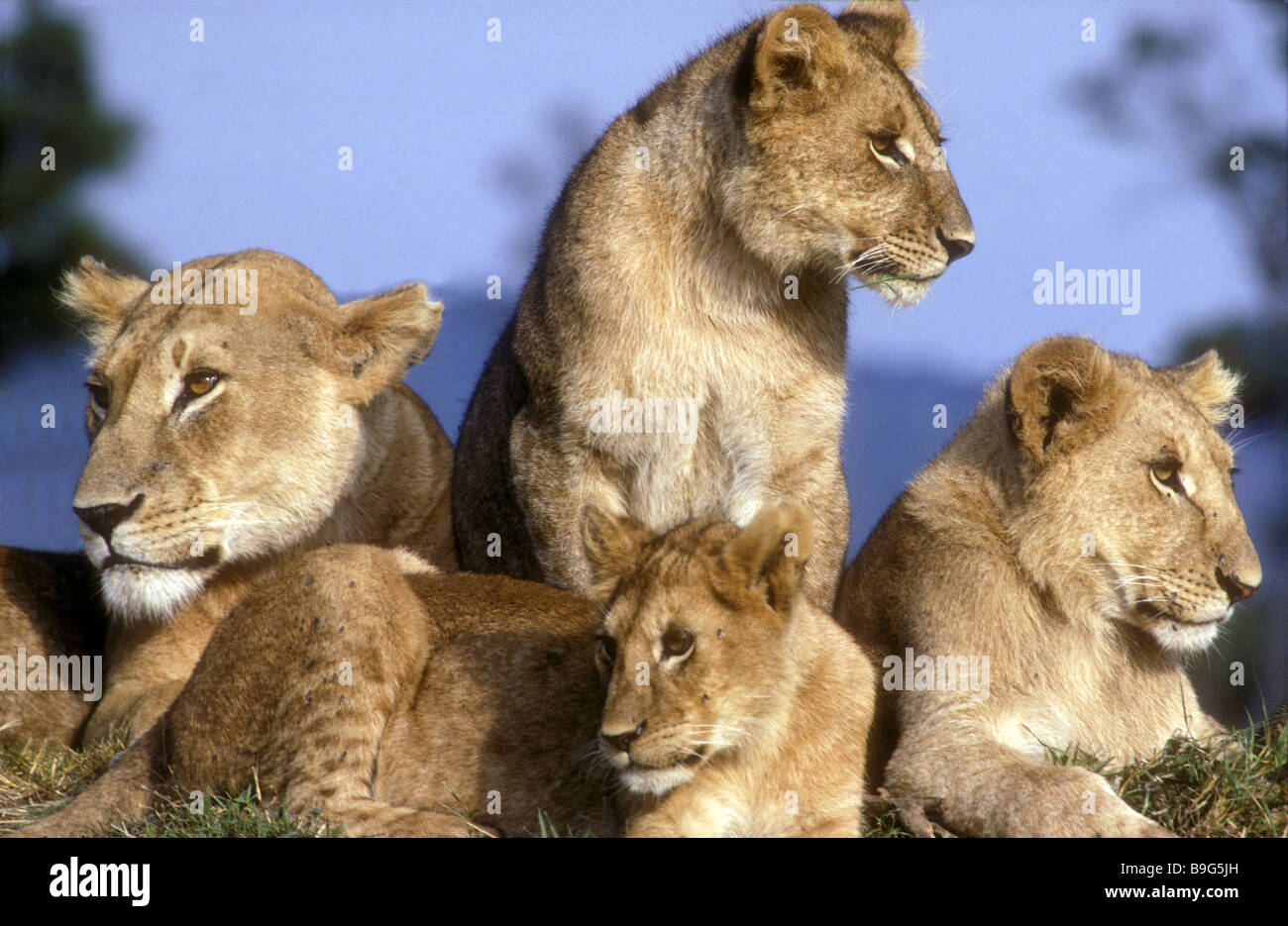 Lionne et trois oursons reposant sur une termitière Masai Mara National Reserve Kenya Afrique de l'Est Banque D'Images