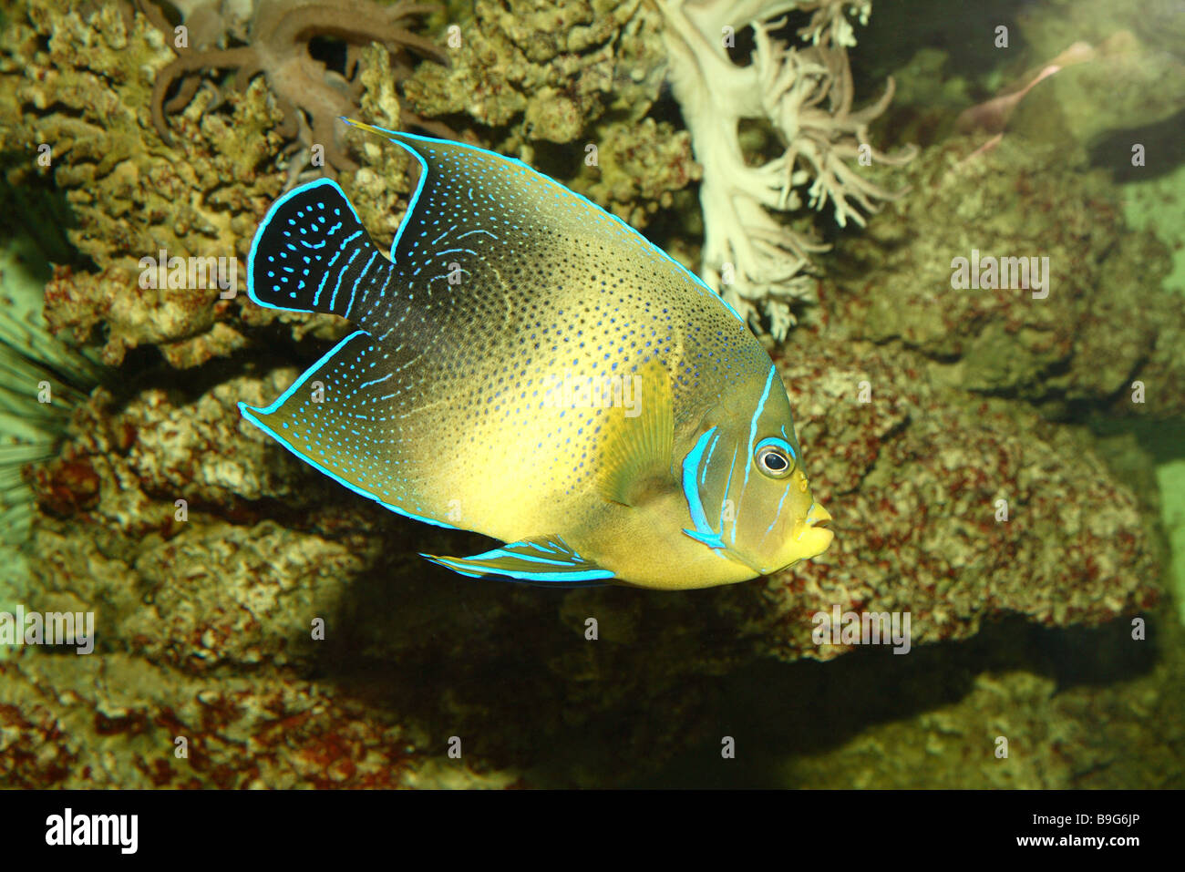 Coran-empereur Pomacanthus semicirculatus-poissons sur le côté animal mer Poisson-Meeresfisch-bull ornement poisson poisson empereur Banque D'Images