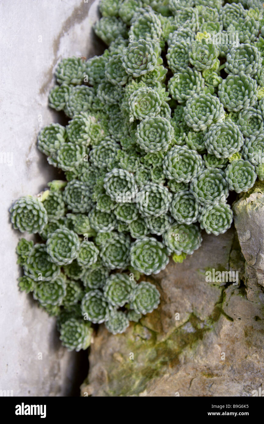 Rosularia chrysantha 'Pooh Bear', Crassulaceae, Sedum Banque D'Images