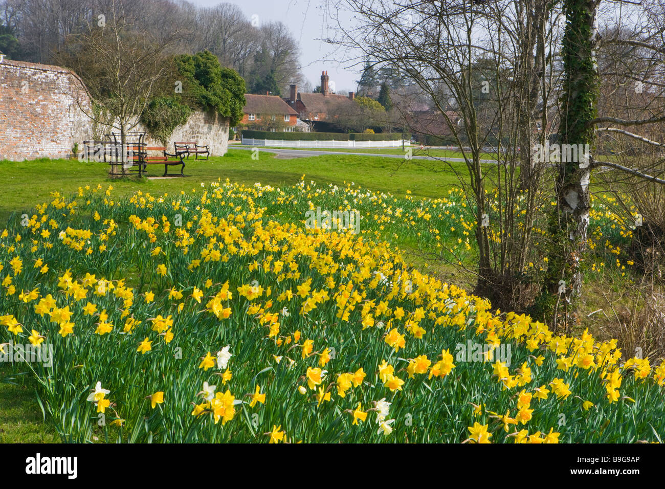 Chiddingfold, jonquilles par étang du village. Surrey, UK Banque D'Images