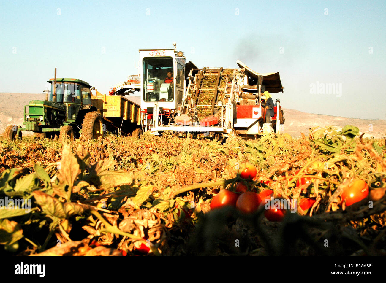 Israël Kibboutz Ashdot Yaacov Vallée du Jourdain la récolte de tomates Banque D'Images